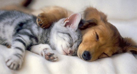 14-cats-and-dogs-napping-together1.jpg.pagespeed.ce.9Uv99tgmcL