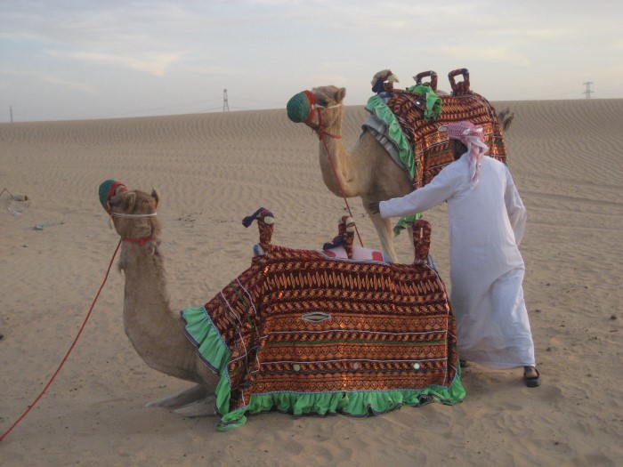 camel (Custom)