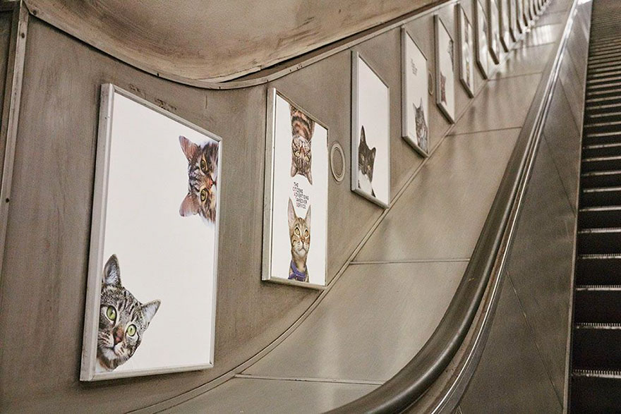 cat-ads-underground-subway-metro-london-1