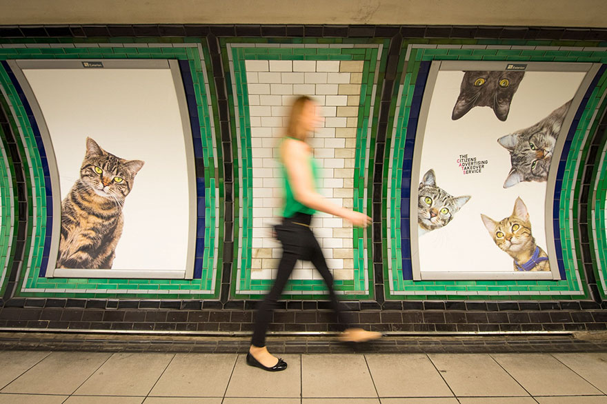 cat-ads-underground-subway-metro-london-4