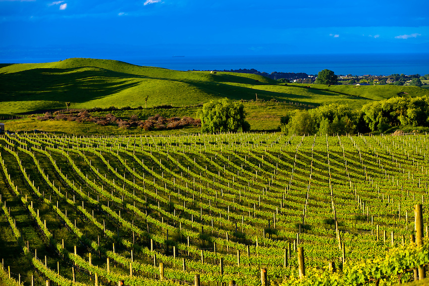 Vineyards, Millar Road Winery, Tuki Tuki Hills, near Napier, Hawkes Bay, North Island, New Zealand