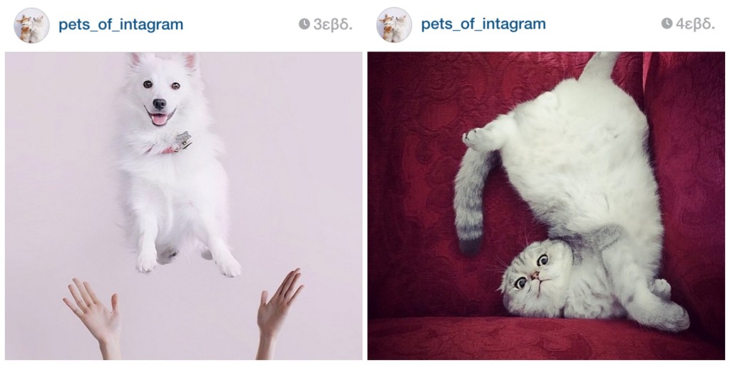 pets_of_instagram