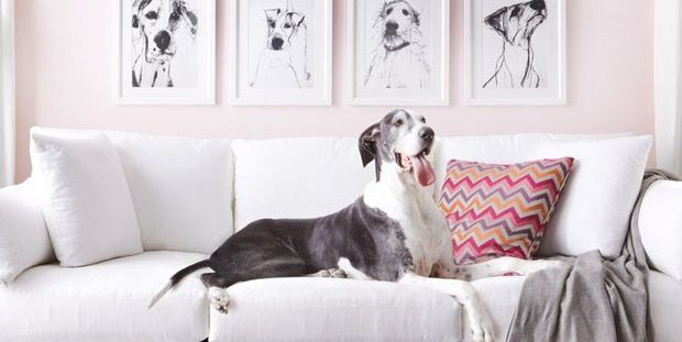 5 tricks διακόσμησης του σπιτιού σου αν έχεις σκύλο