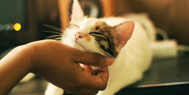 4 σημάδια ότι η γάτα σου ίσως έχει το άγχος του αποχωρισμού