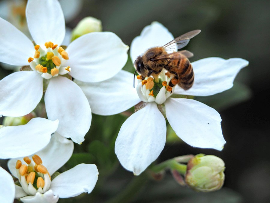 5 λουλούδια φιλικά προς τις μέλισσες που μπορείς να έχεις και στο μικρό σου μπαλκόνι