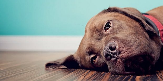 5 σημάδια ότι ο σκύλος σου μπορεί να έχει κατάθλιψη