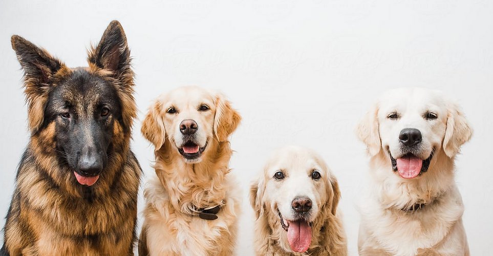 5 τρόποι να γίνεις ένας eco-friendly κηδεμόνας σκύλου