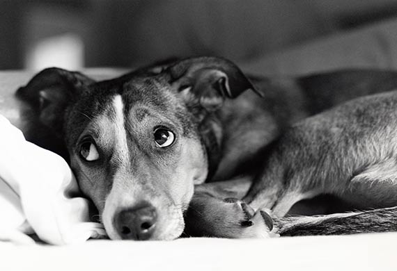 5 φυσικοί τρόποι να ηρεμήσεις έναν σκύλο που έχει άγχος