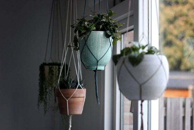 5 φυτά για κρεμαστές γλάστρες που δεν ήξερες ότι χρειάζεται το σπίτι σου