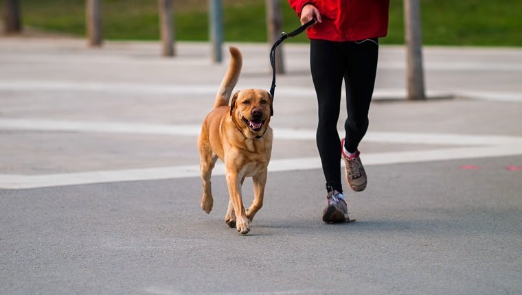 6 tips που πρέπει να θυμάσαι αν ο σκύλος είναι ο jogging buddy σου