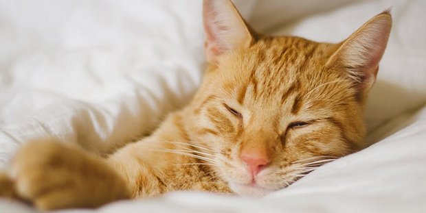6 λόγοι που θα σε πείσουν να κοιμάσαι με τη γάτα σου χωρίς τύψεις