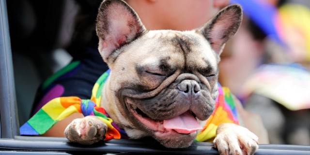 H επιστήμη κατέληξε ότι ο σκύλος μας μπορεί να είναι gay και μπορούμε να το επιβεβαιώσουμε