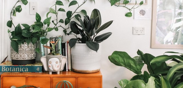 8 Instagram accounts για να ακολουθήσεις εάν αγαπάς και εσύ τα φυτά