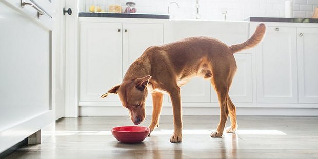 Αν ο σκύλος σου τρώει σαν να μην πρόκειται να ξαναδεί φαγητό στη ζωή του, χρειάζεσαι αυτό το item