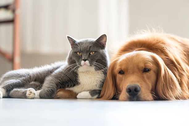 Αποκαλύφθηκε η μεγάλη διαφορά μεταξύ dog και cat lovers