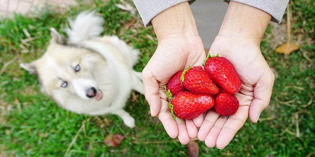 Είναι ΟΚ να δώσεις στο σκύλο σου λίγες φράουλες;