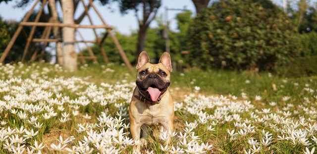 Είχες σκεφτεί ότι και ο σκύλος σου μπορεί να έχει ανοιξιάτικες αλλεργίες;