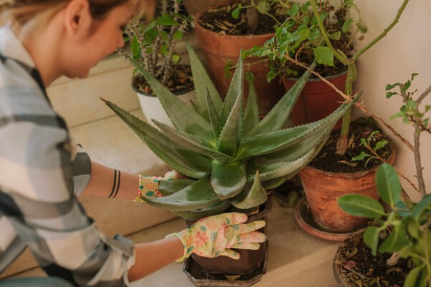 Πώς να σώσεις τα ταλαιπωρημένα φυτά σου