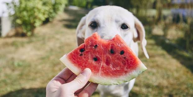 Τελικά είναι ΟΚ για τους σκύλους να τρώνε καρπούζι;