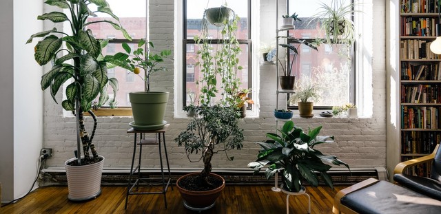 7 φυτά που μπορείς να έχεις σε ένα σπίτι με γάτα